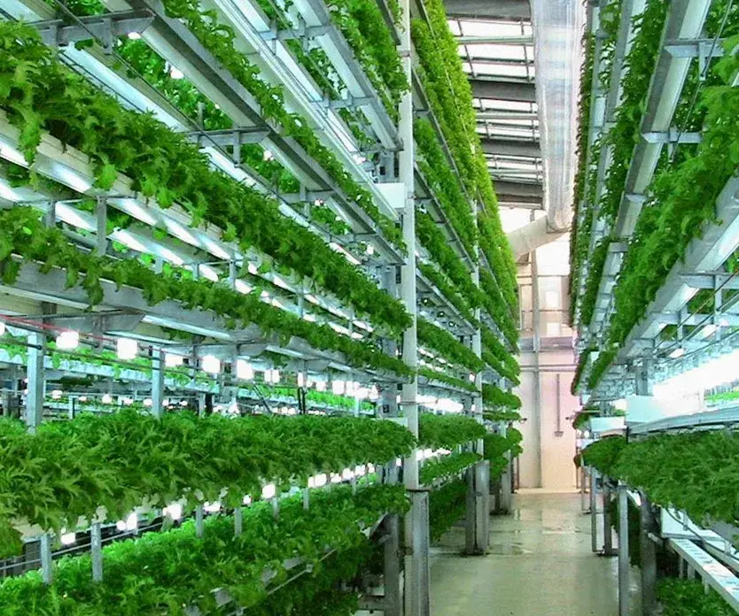 farming is science | process of growing fresh vegetables by Korean scientists